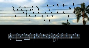 Musician Play Chords Based On Bird’s Position On Telephone Wires, Result Is Surprisingly Beautiful