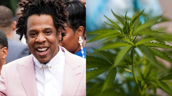 Jayz cannabis