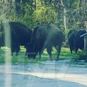 Rick Ross Receives Neighbor Complains After His Buffaloes Roam to Her Property