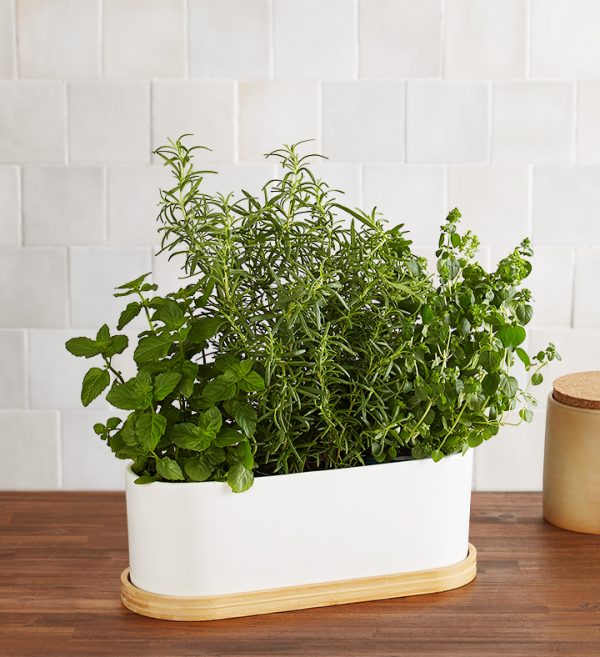 1 800 Flowers.com® Ceramic Herb Trio