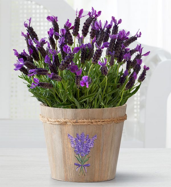 1 800 Flowers.com® Lovely Lavender Plant